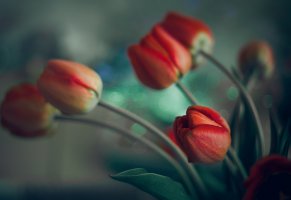 цветы,leskov alexey,боке,Весна,тюльпаны