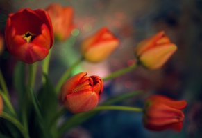 leskov alexey,боке,макро,цветы,Весна,тюльпаны