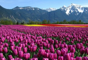 тюльпаны,горы,поле,цветы