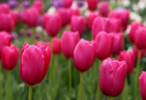 field,поле,размытость,tulips,лепестки,розовые,тюльпаны