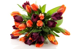 тюльпаны,цветы,цветок,природа,букет,Весна