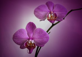 орхидея,цветы,флора