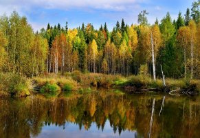 лес,осень,пейзаж,пруд