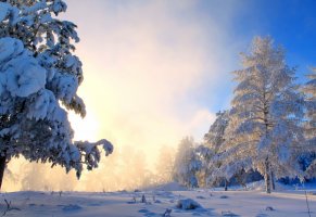 winter,snow trees,nature wallpapers,Зима,seasons