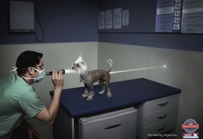 собака,ветеринар,обследование,реклама,фонарик