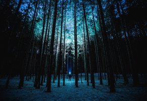 лес,вечер,фонарь,человек