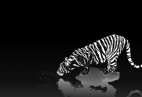 графика,черно-белая,тигр