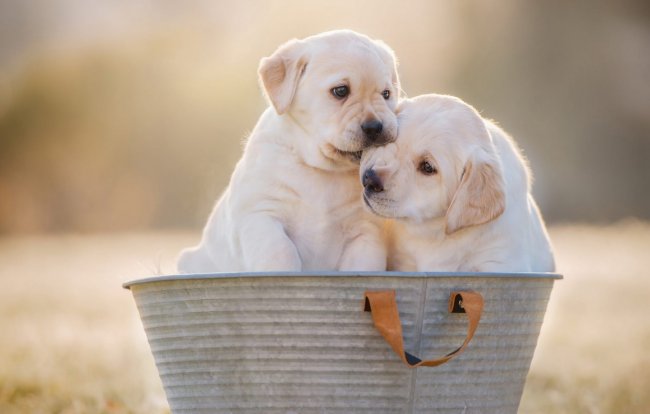 животные,игра,щенки,щенята,таз