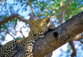 леопард,дикая кошка,пятнистый,на дереве,лежит