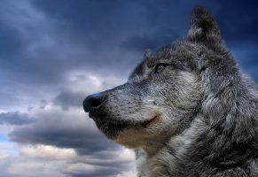wolf,волк