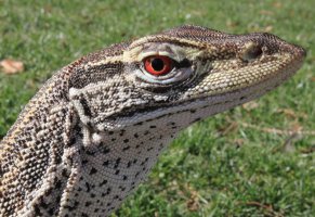 удивительная,чешуя,янтарные,ящерица,глаза