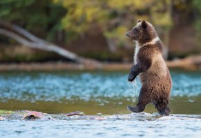 животное,природа,гризли,река,канада,рыба,хищник,медведь,вода
