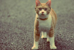 взгляд,кот в очках,мордашка