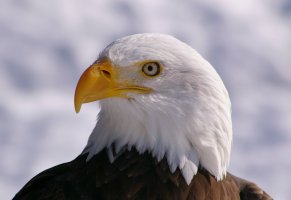 белоголовый орлан,птица,взгляд,профиль